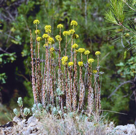 Crespinell gros ("Sedum sediforme")