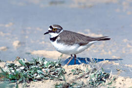 Tiruril·lo ("Charadrius alexandrinus")