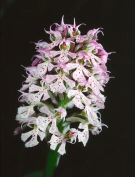 Orquídia ("Neotinea tridentata")