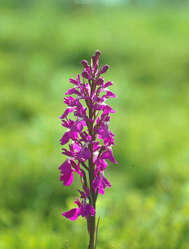 Orquídia ("Orchis mascula")