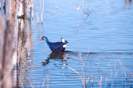 Gallineta d'aigua ("Gallinula chloropus")