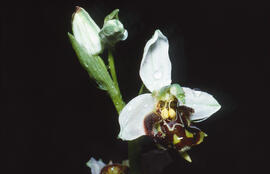 Orquídia abella ("Ophrys apifera")