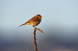 Ull de bou ("Phylloscopus collybita")