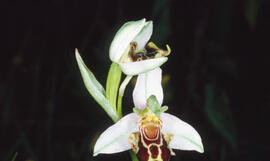 Orquídia abella ("Ophrys apifera")