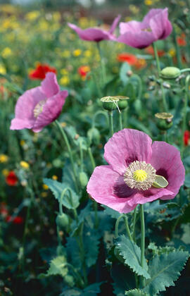 Cascall ("Papaver somniferum")