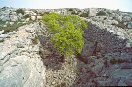 Serra de Tramuntana. Cases de neu del Massanella