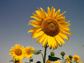 Girasol ("Helianthus annuus")
