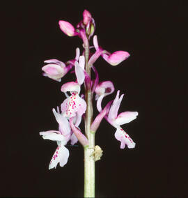Abellera banyuda ("Ophrys longicornu")