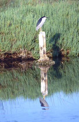 Martinet de nit ("Nycticorax nycticorax")