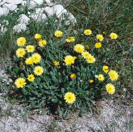 Amargot ("Urospermum dalechampii")