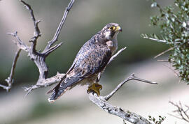 Falcó ("Falco peregrinus")