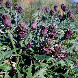 Carxofera ("Cynara cardunculus var. scolymus")