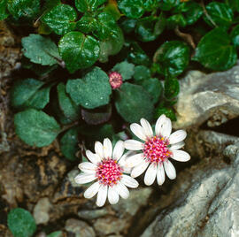 Margalideta de la mar ("Senecio rodriguezii")