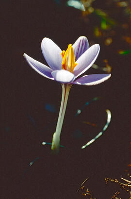 "Crocus biflorus"