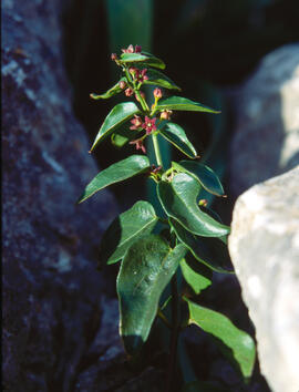 Pebrotera borda ("Vincetoxicum nigrum")