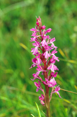Botons de gos ("Anacamptis palustris")