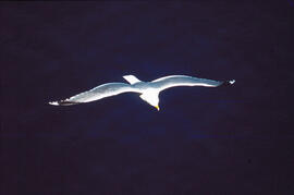 Gavina ("Larus michahellis")