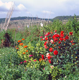 Dàlies ("Dhalia pinnata")