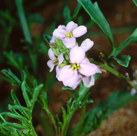 Rave de mar ("Cakile maritima")
