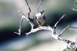 Falcó ("Falco peregrinus")