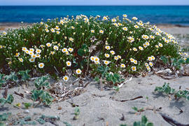 Margalida ("Bellis perennis")