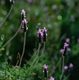 Lavanda ("Lavandula dentata")