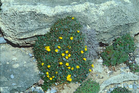 Coixinet de monja ("Launaea cervicornis")