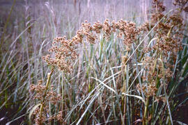 Mansega ("Cladium mariscus")