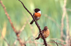 Vitrac ("Saxicola rubicola") i PENDENT D'IDENTIFICAR
