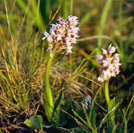 Orquídia ("Neotinea tridentata")