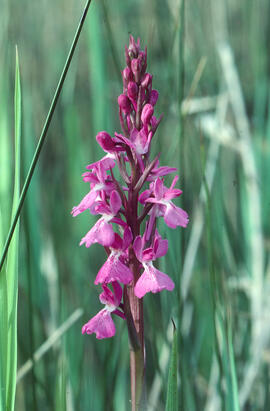Botons de gos ("Anacamptis palustris")