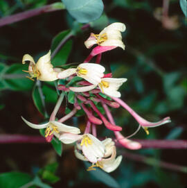 Didalets ("Lonicera implexa")