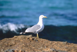 Gavina ("Larus michahellis")