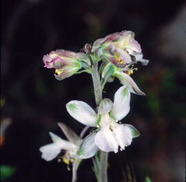 Alzineta ("Teucrium chamaedrys")