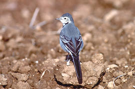 Xàtxero blanc ("Motacilla alba")