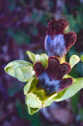 Mosca vermella ("Ophrys tenthredinifera")