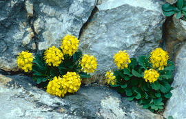 "Erysimum odoratum"