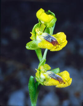 Abellera groga ("Ophrys lutea")