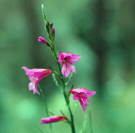 Gladiol ("Gladiolus illyricus")