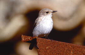 Picamosques ("Muscicapa striata")