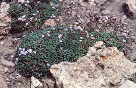 "Limonium virgatum"