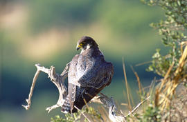 Falcó ("Falco peregrinus")