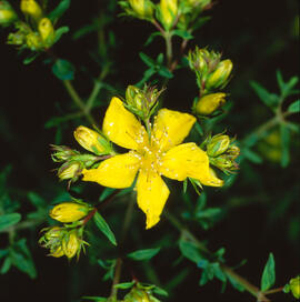 Herba de Sant Joan ("Hypericum perforatum")