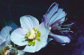 Palònia blanca ("Helleborus lividus")