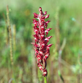 Abellera olorosa ("Anacamptis coriophora")