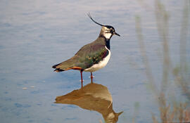 Jua ("Vanellus vanellus")