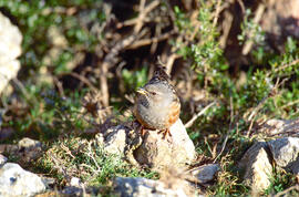 Xalambrí de muntanya ("Prunella collaris")