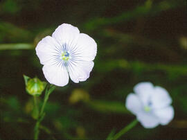Lli ("Linum usitatissimum")