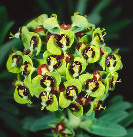 Lletrera visquera ("Euphorbia characias")