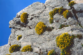 Herba de cabell d'indi ("Hippocrepis balearica")